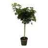 Schefflera Nora stam - 220 cm - Ø45cm