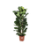 Ficus Lyrata - Ø27cm - ↕140cm