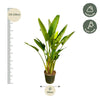 Strelitzia Augusta multi stam XXL - 225 cm - ø40