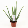 Aloe Vera P14 - Ø14cm - ↕45cm