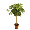 Schefflera op stam - 130 cm - ø23