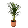 Areca palm - ↨85cm - Ø19cm inclusief elho Vibes Fold Round roze D22xH20