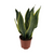 Sansevieria Superba - Ø12cm - ↕40cm