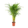 Areca palm - Ø21cm - ↕110cm