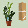 Zamioculcas Zamiifolia - Ø17cm - ↕65cm