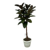 Ficus Elastica Robusta stam - 140 cm - Ø27cm