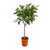 Ficus ElasticaRobusta op stam - 210cm - ø40