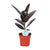 Ficus Elastica Abidjan - Ø17cm - ↕55cm