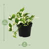 Scindapsus (Epipremnum) N'joy - Ø12cm - ↕15cm