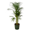 Areca palm - ↨110cm - Ø21cm inclusief elho Greenville Round groen D24xH23