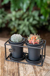 Cactus Duo In Design Frame - Ø17cm - ↕12cm