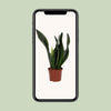 Sansevieria Whitney 12cm - Ø12cm - ↕27cm