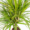 Dracaena - ↨120cm - Ø21cm + Dracaena - 70cm - Ø17cm