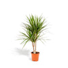 Dracaena Marginata - Ø17cm - ↕90cm