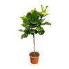 Ficus Lyrata boom XXL - 210 cm - ø40