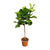 Ficus Lyrata boom XXL - 210 cm - ø40