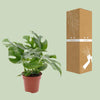 Monstera Minima - Ø12cm - ↕25cm