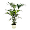 Kentia palm inclusief elho Greenville Round wit - 160cm - Ø30