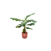 Combi deal - Bananenplant (Musa) inclusief elho Jazz Round rood Ø23 - 100 cm