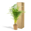 Areca met mand - ↨130cm - Ø24cm