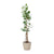 Ficus Benghalensis Audrey Op Stam Met Hangende Wortels - 220cm - ø45