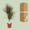 Dracaena Bicolor - Ø17cm - ↕75cm