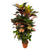 Codiaeum (Croton) Iceton vertakt - 120 cm - Ø24cm