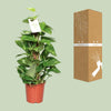 Epipremnum Pinnatum Mosstok 60cm Scindapsus - Ø15cm - ↕60cm