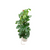 Combi deal - Monstera Pertusum XL inclusief elho Vibes Fold Round wit Ø30 - 150 cm