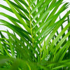 Areca palm met pot - ↨130cm - Ø24cm