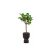 Combi deal - Ficus Lyrata boom inclusief elho Pure Coupe zwart Ø41 - 210 cm