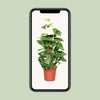 Epipremnum Pinnatum Mosstok 60cm Scindapsus - Ø15cm - ↕60cm