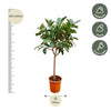 Ficus ElasticaRobusta op stam - 210cm - ø40