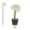 Euphorbia lactea Cristata wit - 30 cm - ø10,5