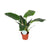 Philodendron Imperial Green - Ø17cm - ↕50cm