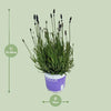 Lavendel Lavandula Hidcote Blue Blauw - Ø12cm - ↕20cm