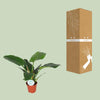 Philodendron Imperial Green - Ø17cm - ↕50cm