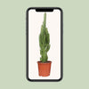 Euphorbia Trigona - Ø17cm - ↕70cm