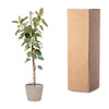 Ficus Tineke Op Stam - 220cm - ø30