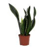 Sansevieria Whitney 12cm - Ø12cm - ↕27cm