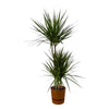 Dracaena Marginata - ↨120cm - Ø21cm inclusief elho Greenville Round bruin D24xH23