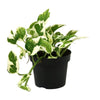 Scindapsus (Epipremnum) N'joy - Ø12cm - ↕15cm