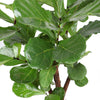 Ficus Lyrata (vertakt) - Ø24cm - ↕110cm