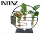 Kamerplanten Intenz Mix In Dubai 2.0 Glas - Ø12cm - ↕25cm