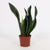 Sansevieria Whitney 12cm - Ø12cm - ↕27cm