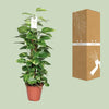 Epipremnum Pinnatum Mosstok 80cm Scindapsus - Ø19cm - ↕80cm