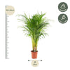 Areca palm - Ø21cm - ↕110cm