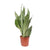 Sansevieria Moonshine - Ø17cm - ↕60cm