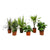 Verrassingsbox - 6 planten - 20-40 cm - Ø12