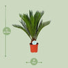 Cycas Revoluta - Ø17cm - ↕70cm